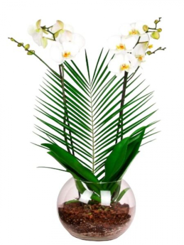 Cam Fanusta Beyaz Orkide