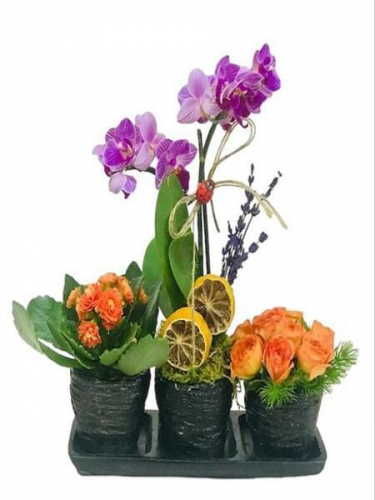3`lü Sette Orkide ve Güller