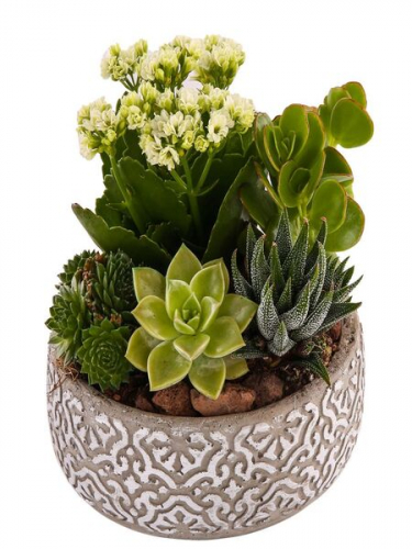 Gri Saksıda Teraryum