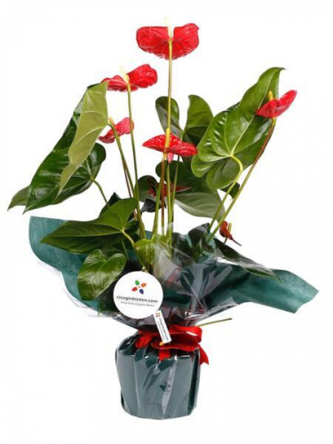 Antoryum Saksı Çiçeği