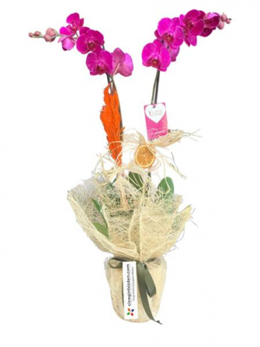 Çiftli Pembe Orkide