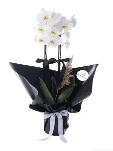 Çiftli Beyaz Orkide