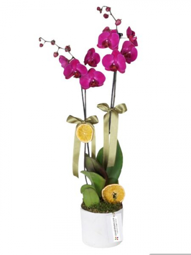 Mor Orkide