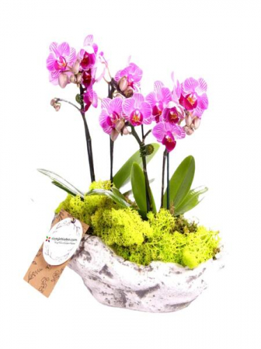 Kayık Saksıda 4`lü Mini Orkide