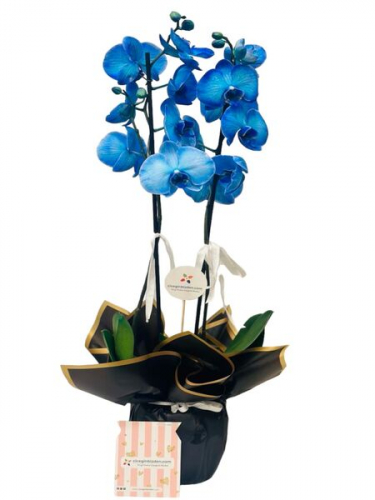 Çift Dal Mavi Orkide 