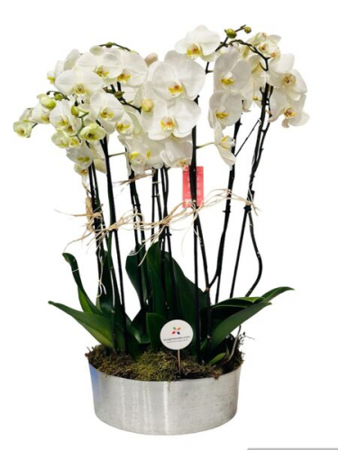 10`lu Beyaz Orkide