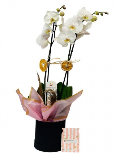 Kutuda Beyaz Orkide