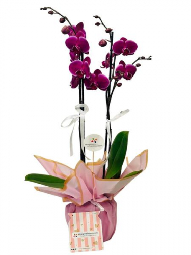 Mor Orkide