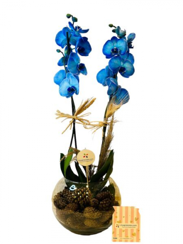 Cam Fanusta Çift Dal Mavi Orkide