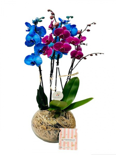 Fanusta Mavi ve Mor Orkideler