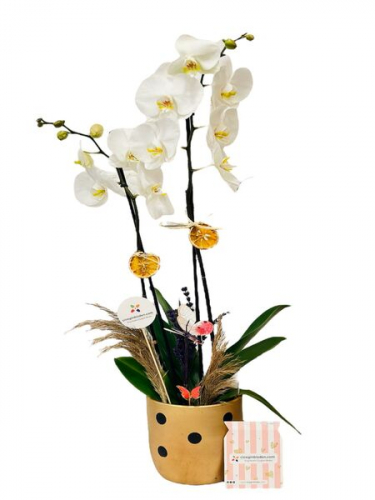 Puantiyeli Saksıda Beyaz Orkide