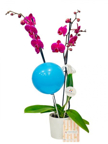 Hoşgeldin Bebek Orkide