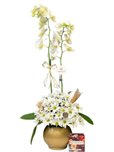 Beyaz Orkide ve Papatyalar