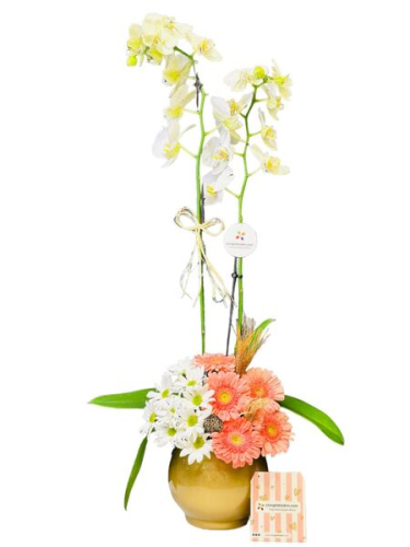Beyaz Orkide Tasarım